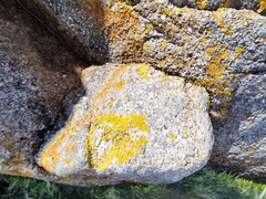 Xanthoria calcicola