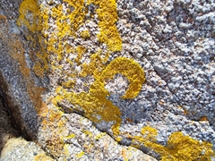 Xanthoria calcicola