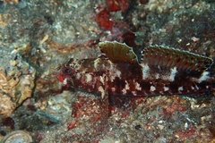 Gobius cruentatus