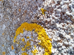 Xanthoria calcicola