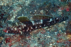 Gobius cruentatus