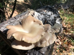 Pleurotus