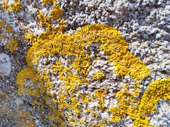 Xanthoria calcicola