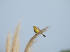 Sicalis luteola