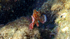 Scorpaena maderensis