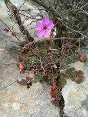 Erodium sanguis-christi