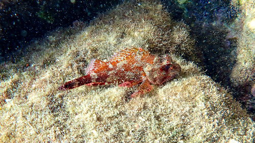 Madeira Scorpionfish, Epirus, Epirus and Western Macedonia, Greece, photo 10 of 10