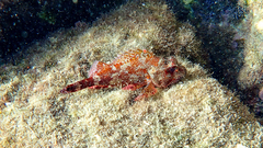 Scorpaena maderensis