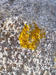 Xanthoria calcicola