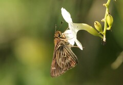 Vehilius stictomenes