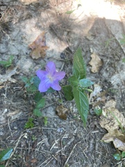Ruellia pedunculata