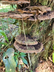 Ganoderma applanatum