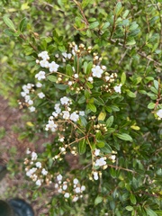 Viburnum obovatum