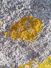 Xanthoria calcicola