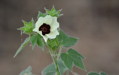 Hibiscus vitifolius