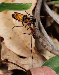 Leptomyrmex cnemidatus