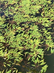 Potamogeton nodosus