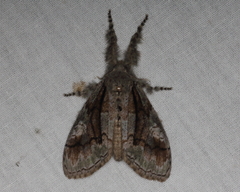 Dasychira obliquata