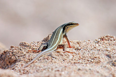 Trachylepis quinquetaeniata