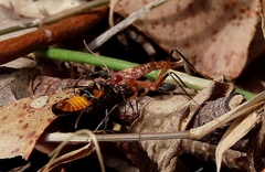 Leptomyrmex cnemidatus