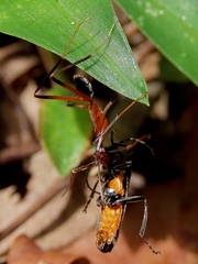 Leptomyrmex cnemidatus