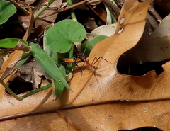 Leptomyrmex cnemidatus