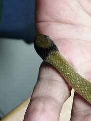 Crotaphopeltis hotamboeia