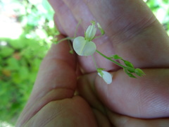 Desmodium ochroleucum