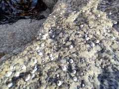 Semibalanus balanoides