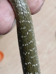 Crotaphopeltis hotamboeia
