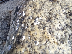 Semibalanus balanoides