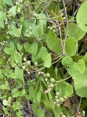 Ipomoea amnicola