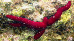 Ophidiaster ophidianus