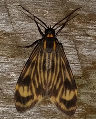 Eucereon costulata