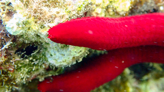 Ophidiaster ophidianus