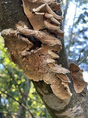 Trametes villosa