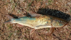 Pimelodus albicans