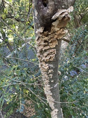 Trametes villosa