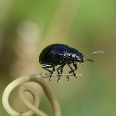 Typophorus