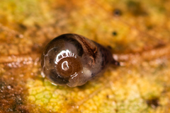 Vitrina pellucida