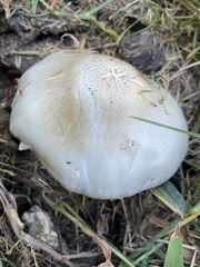 Pluteus