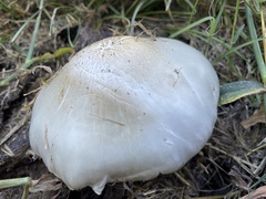 Pluteus