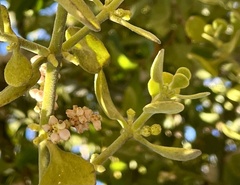 Phoradendron leucarpum tomentosum