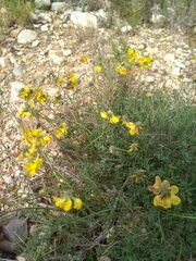 Coronilla minima lotoides