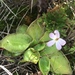 Pinguicula acuminata - Photo (c) Hailen Ugalde, some rights reserved (CC BY-NC), uploaded by Hailen Ugalde