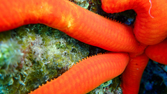 Ophidiaster ophidianus