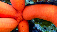 Ophidiaster ophidianus