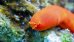 Ophidiaster ophidianus