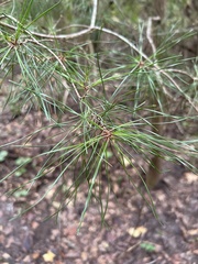 Pinus glabra