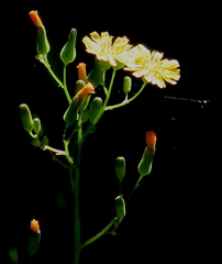 Crepidinae